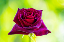 Luxurious Red, Burgundy Rose On A Blurred Green Background