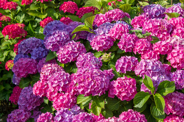 Wall Mural - bush of hortensja flowers