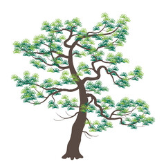 Wall Mural - Old Japanese Pine with Dark Trunk