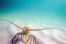 Florida Spiny Lobster In Ocean