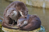 Fototapeta Zwierzęta - Three otters. Warsaw ZOO