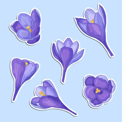 Poster - A set of stickers with spring crocuses