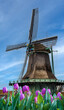 Old wooden Dutch windmill and Holland tulips in April, Zaanse Schans village.