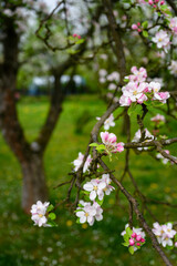 Canvas Print - Pinkish flowers of an apple-tree on a twig.