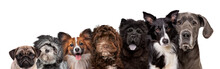 Seven Different Dog Breed Portraits