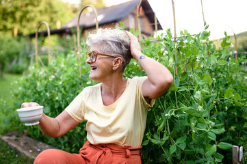 Wall Mural - Portrait of senior woman sitting outdoors by vegetable garden, holding cup of coffee.