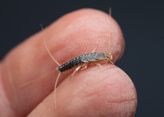 The silverfish (Lepisma saccharinum) or saccharina