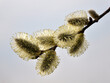 Flowering branch of willow (Salix caprea)