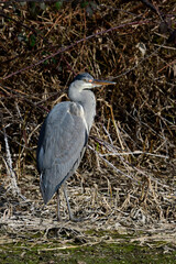 Wall Mural - Graureiher // Grey heron (Ardea cinerea)