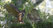 Mating Pair Of Adult Great Horned Owls (Bubo Virginianus) Racing Each Other, Flapping Wings, In Oak Tree With Resurrection Fern (Pleopeltis Polypodioides)