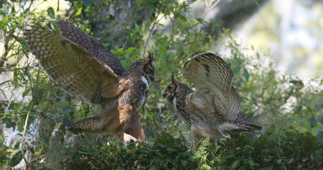 mating pair of adult great horned owls (Bubo virginianus) racing each other, flapping wings, in oak tree with resurrection fern (Pleopeltis polypodioides)