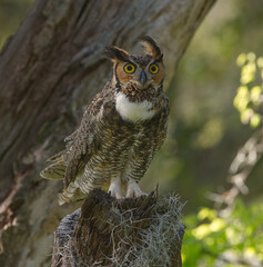 great horned owl (bubo virginianus) perched on giant oak tree with resurrection fern (Pleopeltis polypodioides), ear tufts erect, eyes fixed, feather detail
