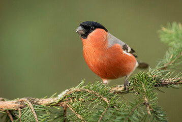 Poster - Eurasian bullfinch male ( Pyrrhula pyrrhula )