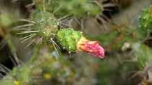 Prickly Pear Cactus With A Pink Bud In The Jerusalem Dry Forest Outside Of Quito, Ecuador