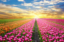 Field Of Tulips In Spring