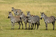 Burchell's (common, plains) zebras on grassland, Masai Mara Game Reserve, Kenya