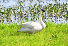 Trumpeter Swan In Grass