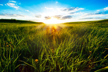 Canvas Print - Green meadow under blue sky with clouds