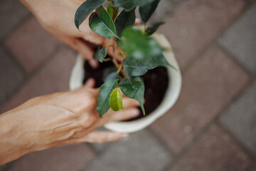 Wall Mural - Woman planting a flower in a pot in a garden. Closeup of the female hands putting flower into the soil. Home gardening and botanic concept.