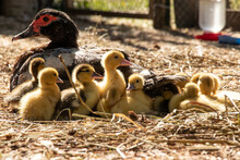 Muscovy Mother Duck Sitting With Her Ducklings In The Hay On A Sunny Day
