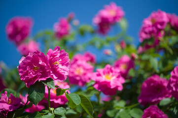 Sticker - Beautiful climbing roses in spring in the garden