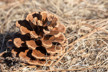 close up of cone