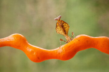 deroplatys tuncata,  mantis species from borneo island