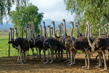 Female Ostriches Stand Together In An Enclosure At A Farm In Oudtshoorn, South Africa..