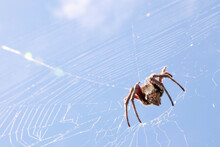 An Interesting Low Angle Macro Style Look Up At A Large Brown Hairy Spider In A White Clean Web. Isolated Against A Bright, Clear Sky Daytime Sky. Landscape - Horizontal Orienation