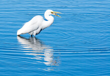 Great Egret Catching A Fish In The Blue Waters Of Bolsa Chica Estuary Near Huntington Beach In Southern California