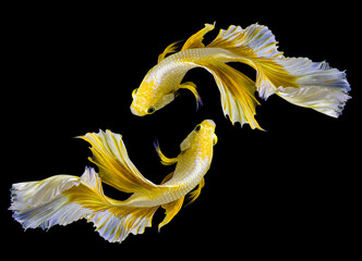 Beautiful movement of two golden betta fish, yellow Siamese fighting fish, Betta splendens isolated on black background, Studio shot.