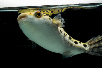 Poster - Spotted green pufferfish, tetraodon or Dichotomyctere nigroviridis on black background
