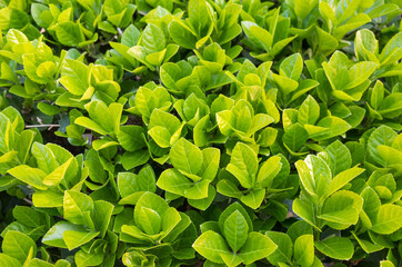 bird's-eye view of green boxwood,bird's-eye view green leaf hedge, Euonymus japonica, spindle tree, staff tree	