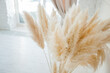 Dried pampas grass in glass vase on wooden floor near white background, modern bright decoration for home interior, copy space,space for text, header, banner for yuor site