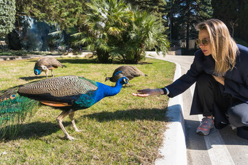 The girl feeds the peacock by substituting her palm with food