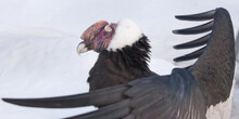 The Wide Spread Wings Of The Andean Condor Of