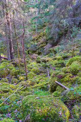 Poster - Moss covered rocks in a forest ravine