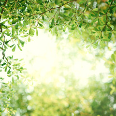Wall Mural - Spring background, Fresh green tree leaves on blurred background.
