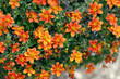 Orange bidens flowers in garden