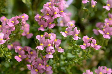 Wall Mural - pink and white flowers