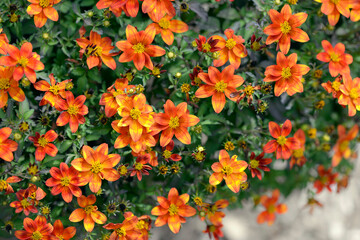 Wall Mural - orange bidens flowers in garden
