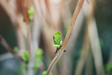 Closeup Leaf Buds Ready To Burst, Spring Green Nature Background
