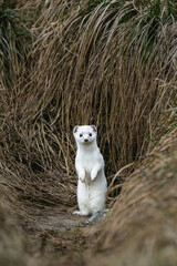 Wall Mural - stoat or short-tailed weasel in white winter fur standing in front of its den in Emmental