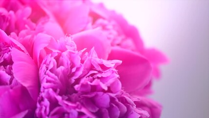 Wall Mural - Beautiful pink peony bouquet on pink background. Blooming peony or roses flowers rotating close-up. Wedding backdrop, Valentine's Day concept. Birthday bunch. Blossom, flower closeup. Slow motion 4K