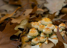 Forest Orange Mushrooms In Autumn Leaves. Forest Grounds In Autumn Featuring Fallen Orange Maple Or Oak Leaves And Mushrooms. Natural Background, Close-up, Place For Text