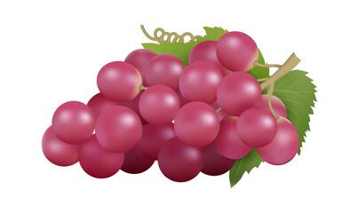 Wall Mural - red grape. realistic grapes bunch, isolated farm fruit. natural raw product, winery garden element. 