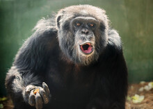 Chimpanzee Pant Hoot