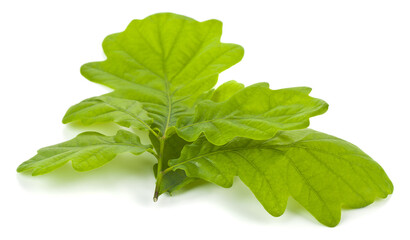 Wall Mural - Green oak leaves isolated on white background close up.