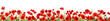 Red poppies isolated on white background