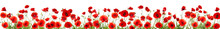 Red Poppies Isolated On White Background